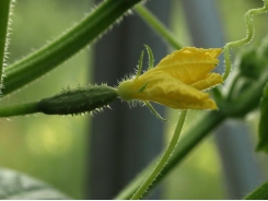 The Secret To Wildly Increasing Cucumber Yields