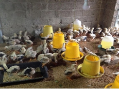 Nghệ An: Nhân rộng mô hình chăn nuôi gà an toàn trên đệm lót sinh học