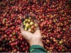 Coffee exports estimated at US$3 billion