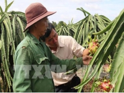 High prices, demand make dragon fruit season sweet for Bình Thuận farmers