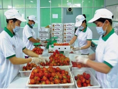Vietnamese ‘help’ Thai businesses sell fruit to China