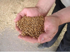 Study: Whole grains improve broiler feed efficiency