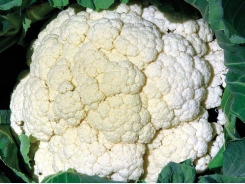 Conquer cauliflower mosaic virus