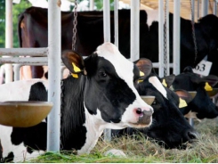 Máy đếm bước chân để cải thiện sinh sản bò sữa