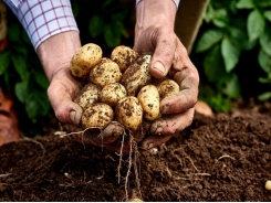 Why potato irrigation is so important