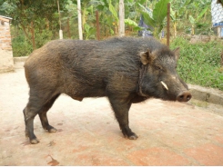 Khả năng sinh sản, sinh trưởng của tổ hợp lai giữa lợn nái Mường Lay, nái Bản với đực Rừng