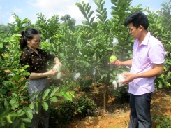 Thái Nguyên: Triển vọng từ trồng ổi lê Đài Loan