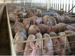 N&H TOPLINE: Split-sex feeding may help optimize pig feeding