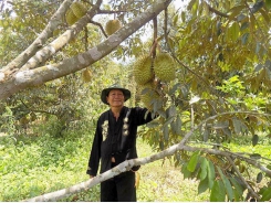 Sầu riêng Khánh Sơn được mùa kép, lãi từ 500 – 800 triệu đồng/ha