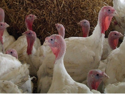 3 feed tips for managing antibiotic-free animal production