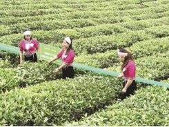 Tea exports: Need to build brand