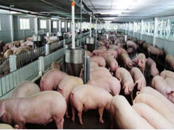 Khoáng vi lượng trong chăn nuôi lợn