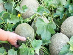 8 Tips for Growing The Sweetest Melons