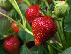 Growing and Caring for Organic Strawberries
