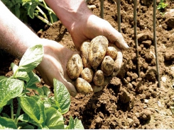 Climate, soil and potatoes