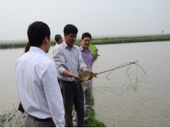 Phòng bệnh tổng hợp cho thuỷ sản trong mùa hè