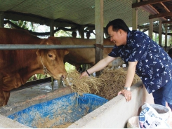 Làm giàu từ con bò Charolais