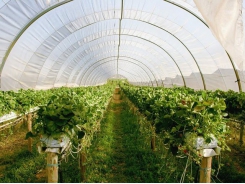 Ensuring optimal greenhouse irrigation