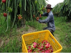 US continues to be key export market for Việt Nam