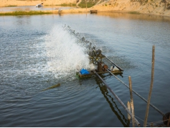 Early feed restriction may program shrimp for growth