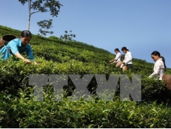 Vietnam tea exports ranked fifth worldwide