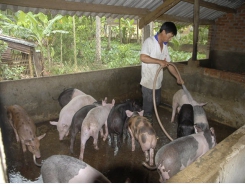 Chăm sóc gia súc vào mùa nắng nóng