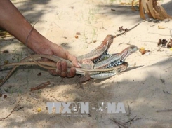Ninh Thuận farmers profit from raising butterfly lizards for meat