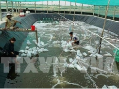 Kiên Giang has ambitious plans for industrial shrimp farming