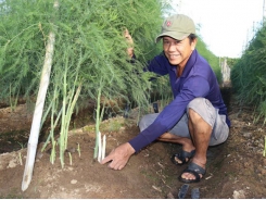 Green asparagus offers high profits for Ninh Thuận farmers