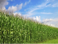 Modern corn hybrids benefit from increased plant density