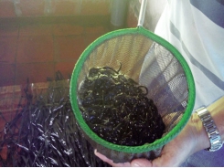 Tiền Giang: Tiềm năng phát triển nghề nuôi lươn không bùn