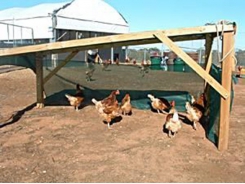 Enriching free range chickens and reducing feather pecking