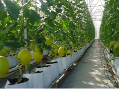 Hanoi: High-tech improves farm produce quality