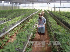 Lam Dong to set up new 215-ha high-tech agricultural farm