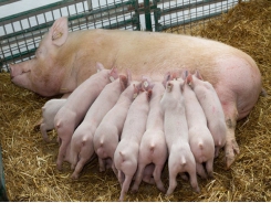 Establishing the pig’s gut microbiota as early as possible is key, says a swine specialist