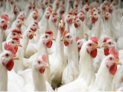 Chicken animal care guidelines certified by audit organization
