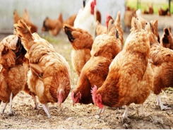 Study delves into free-range poultry production