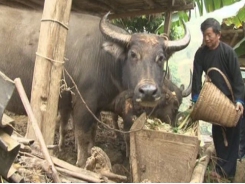 Chăm sóc trâu, bò trong thời tiết giá rét