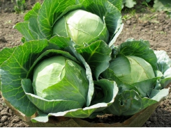 Safeguarding soil fertility to cabbage maturity