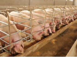 Study: Porcine plasma boosts litter performance in mature sows