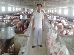 Phú Thọ: Thu lãi 1 tỷ đồng /năm từ nuôi lợn thương phẩm