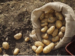 Growing Potatoes – New Potatoes for Christmas