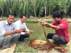 Kỹ thuật mới tăng hiệu quả nuôi tôm càng xanh