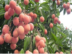 Israeli Juran preservation system for fresh lychee under test run