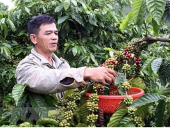 Vietnam seeks to increase value of coffee products