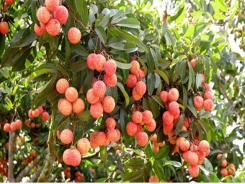 Luc Ngan lychee recognized as global favorite farm produce