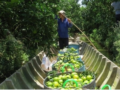 Giá cam Đồng Bằng Sông Cửu Long giảm mạnh, nhà vườn thua lỗ