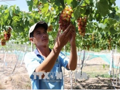 Ninh Thuận to grow more of new, high-quality grape