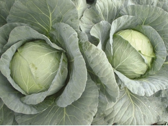 Why cabbage should be your first choice