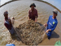 Benefits from CPTPP to shrimp exports not much